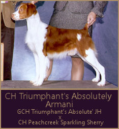 CH Triumphant's Absolutely Armani